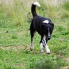 Arlo - Image 4