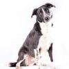 Arlo - Image 2