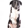 Arlo - Image 3