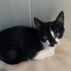 Salem - Image 3