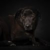 Zucca - Image 4