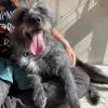 Tobby - Image 4