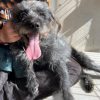 Tobby - Image 3