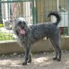 Tobby - Image 2