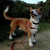 Nugget - Image 3