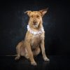 Gigi - Image 3