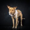 Gigi - Image 2