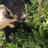 Zorro - Image 2