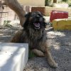 Piloto - Image 3