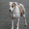 Billa - Image 3