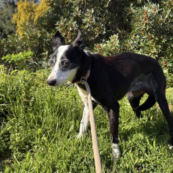 Lupita - Image 6