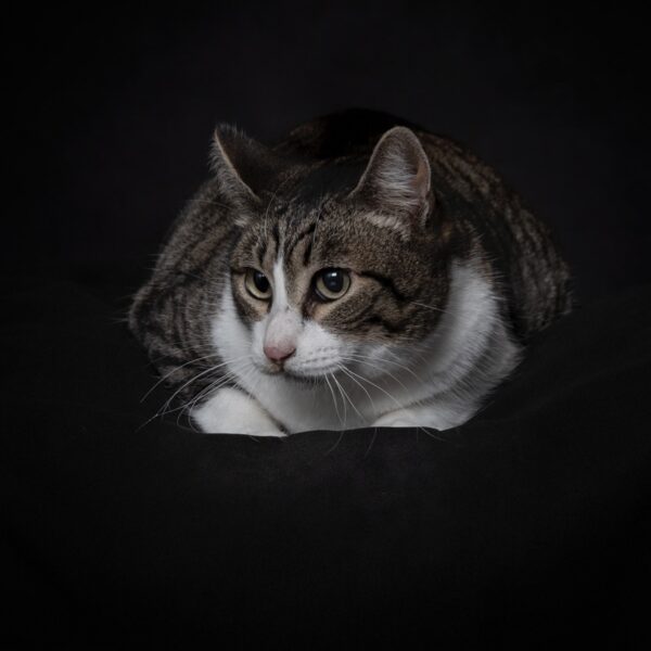 Chibs - Image 6