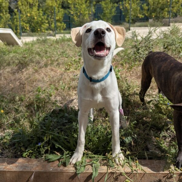 Sprout - Image 4
