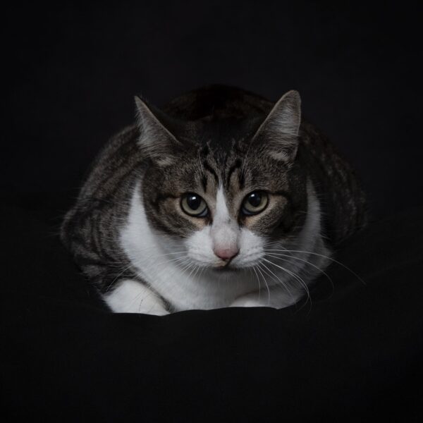 Chibs - Image 7