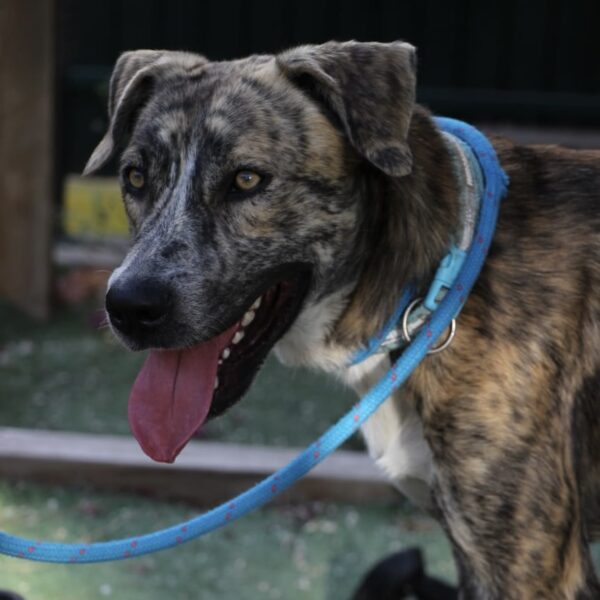 Shaggy - Image 6