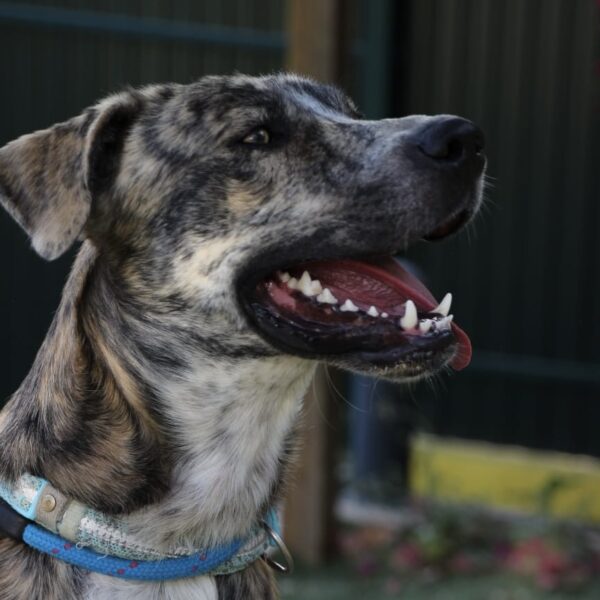 Shaggy - Image 7