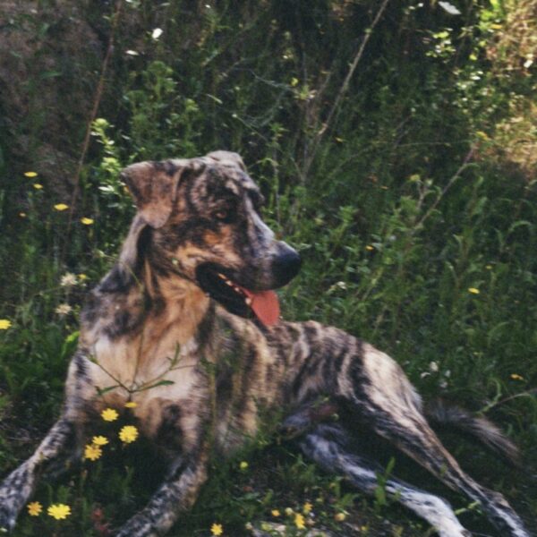 Shaggy - Image 8