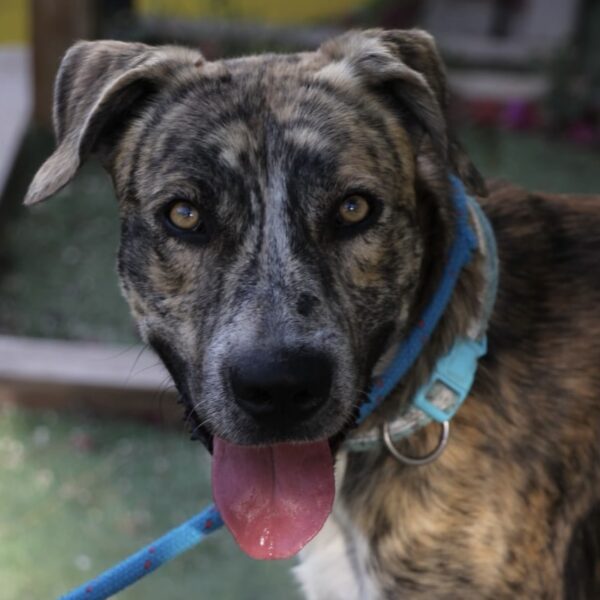Shaggy - Image 5