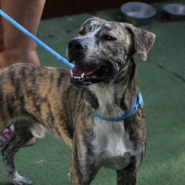Shaggy - Image 3