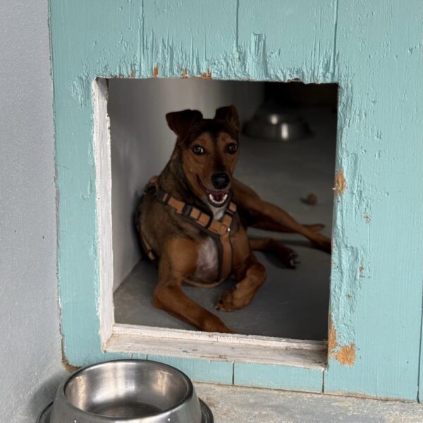 Banjo - Image 8