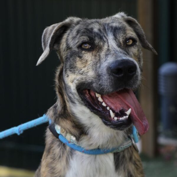 Shaggy - Image 4